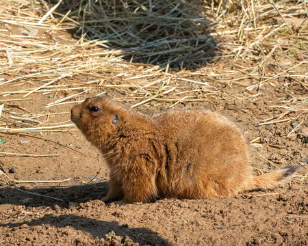 Black-Tailed Prairie Dog