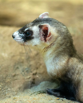 Black-Footed Ferret