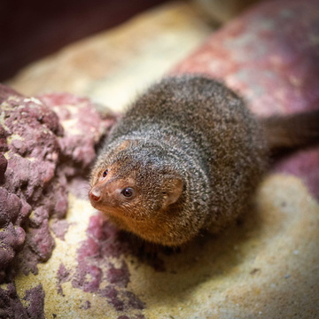 Dwarf Mongoose