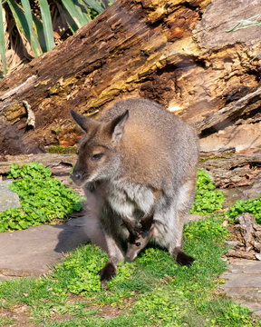 Wallaby and Baby